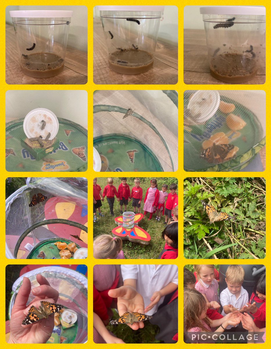 1CG enjoyed watching the caterpillars grow into beautiful butterflies. 🐛🦋<a href="/llandaffcity/">Llandaff City (inactive account)</a>
