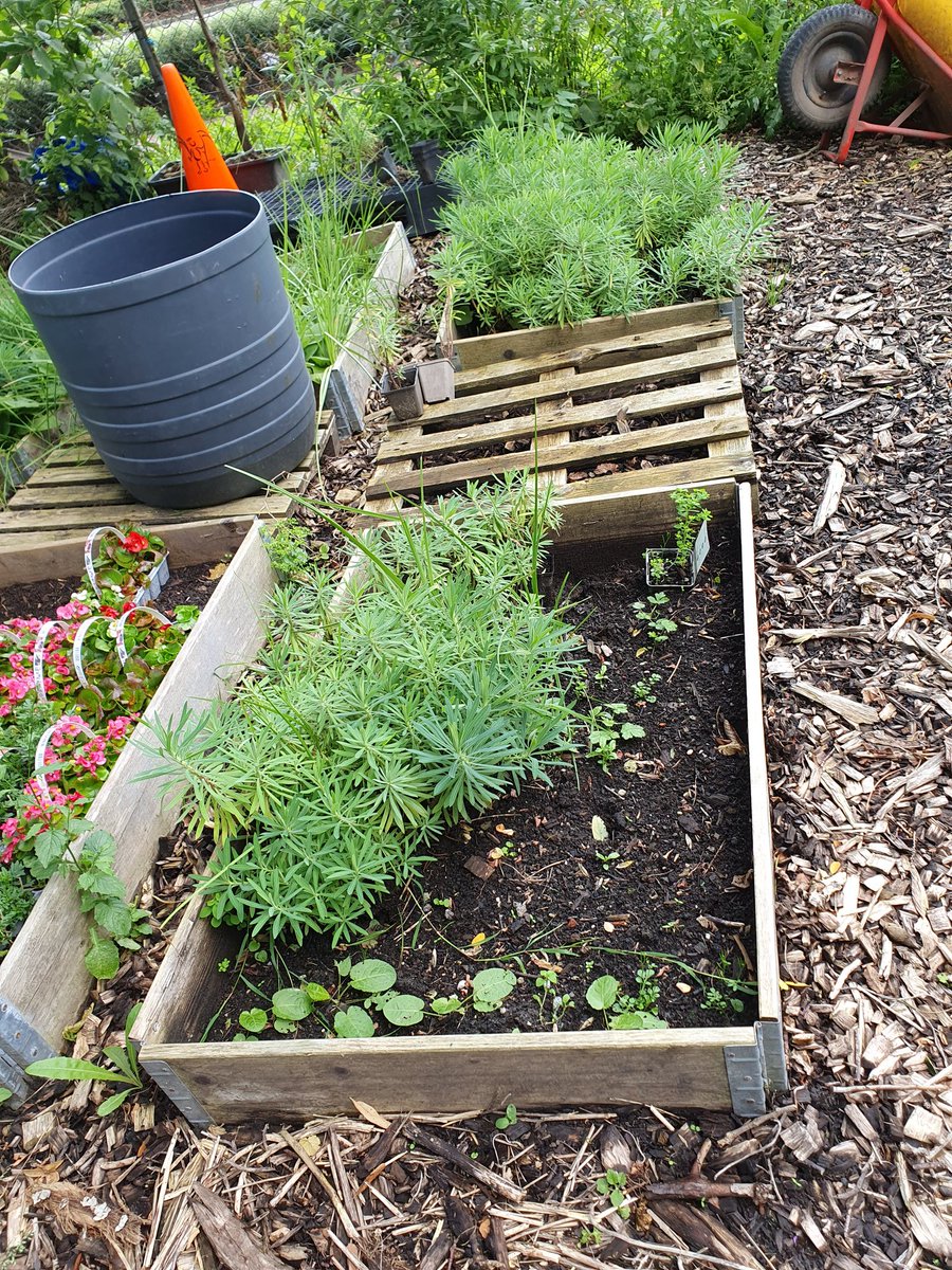 KarinPadmos's tweet photo. As dinsdag 23 juli..
#weesplantjes #adoptie #Afhaaluurtjes #GRATIS
Tussen 11 uur en 13 uur.
Voor iedereen die aanvulling nodig heeft voor in een #geveltuin #boomspiegel of #plantenschaal in de buitenruimte. #zelfbeheer #GroenNoord #Gordelweg #HofvanNoord
Graag tot dan. https://t.co/J1cl65eqIM