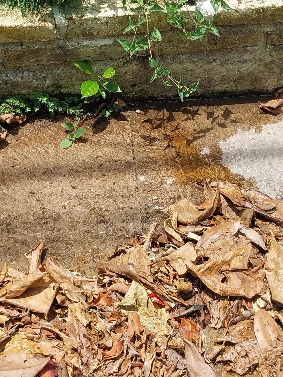 AloLopezF's tweet photo. @TuxtlaSMAPA @ecatuxtla Fuga de agua en la av bonampak manz 31 frente a la casa 26 en san José yeguiste, a unos metros del andador Golia https://t.co/zxOkz1BTgi