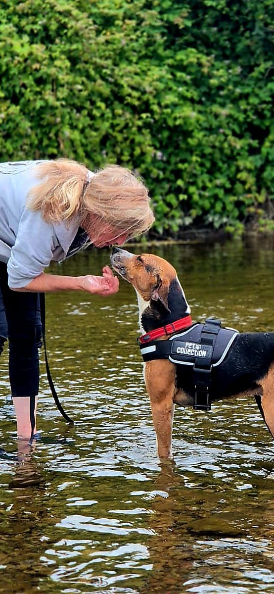 GalwaySPCA's tweet photo. We are saddened to say that Grylls has received ZERO applications and we can't understand why?

Grylls is one of the  easiest dogs in our kennels in that he can be given to an experienced or inexperienced dog walker alike.

https://t.co/5WfSCpTOWK https://t.co/2uS1BEH62D
