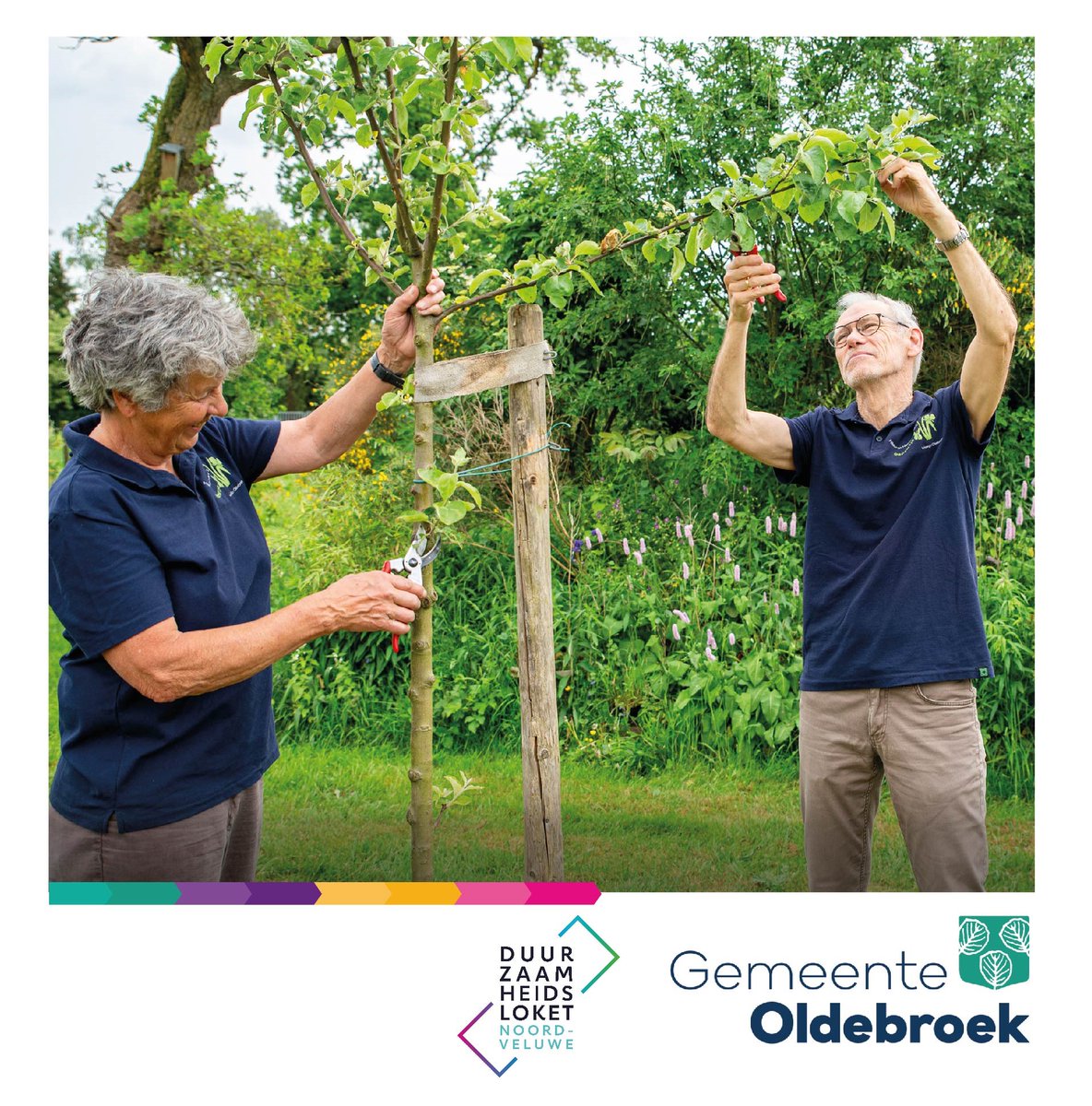 Fruitbomen zijn niet alleen mooi, maar hebben veel voordelen. 🌳 Ze zijn goed voor de biodiversiteit, houden warmte tegen én zorgen voor een gezond tussendoortje. 🍎🍐 Actie: voor ongeveer € 15,- krijgt u een volledig fruitbomenpakket! Lees meer 👉 oldebroek.nl/fruitbomen