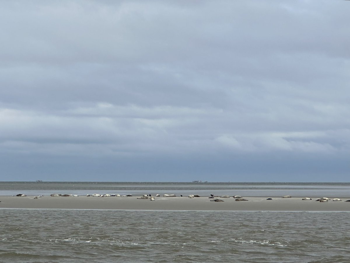 saskiahamminga's tweet photo. Een dag met een gouden randje op de Waddenzee: zeehonden, bruinvissen én…..een bultrug gespot met WaddenWalvisexpeditie Wad Expedities en @waddentweets . Nog aan het nagenieten 😍🐋 #bultrug #waddenwalvisexpeditie #bruinvissen https://t.co/eiEfdWhyRf