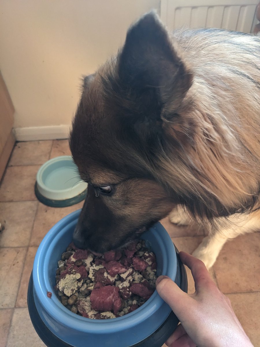 CamasTheCollie's tweet photo. Investigating my birthday box from @bemorebob2 and a steak for dinner too. There are rumours of blueberries later. 🐾🐾🎁🥩🫐😋
#BorderCollie
#BirthdayCelebration
#ICouldGetUsedToThis
#Happy
#NewToys https://t.co/yf84qmt8hn