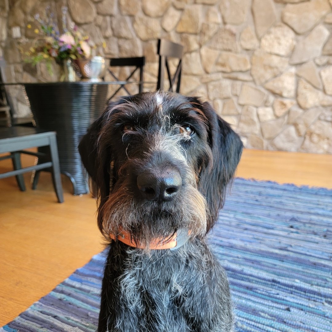 carwalsh77's tweet photo. @dog_rates @deadpoolmovie Nellie would be the perfect counterpart to Wolverine - she's scruffy, and no squirrels are safe when she's around. Or turtles😶 https://t.co/8DX0NdpRlc