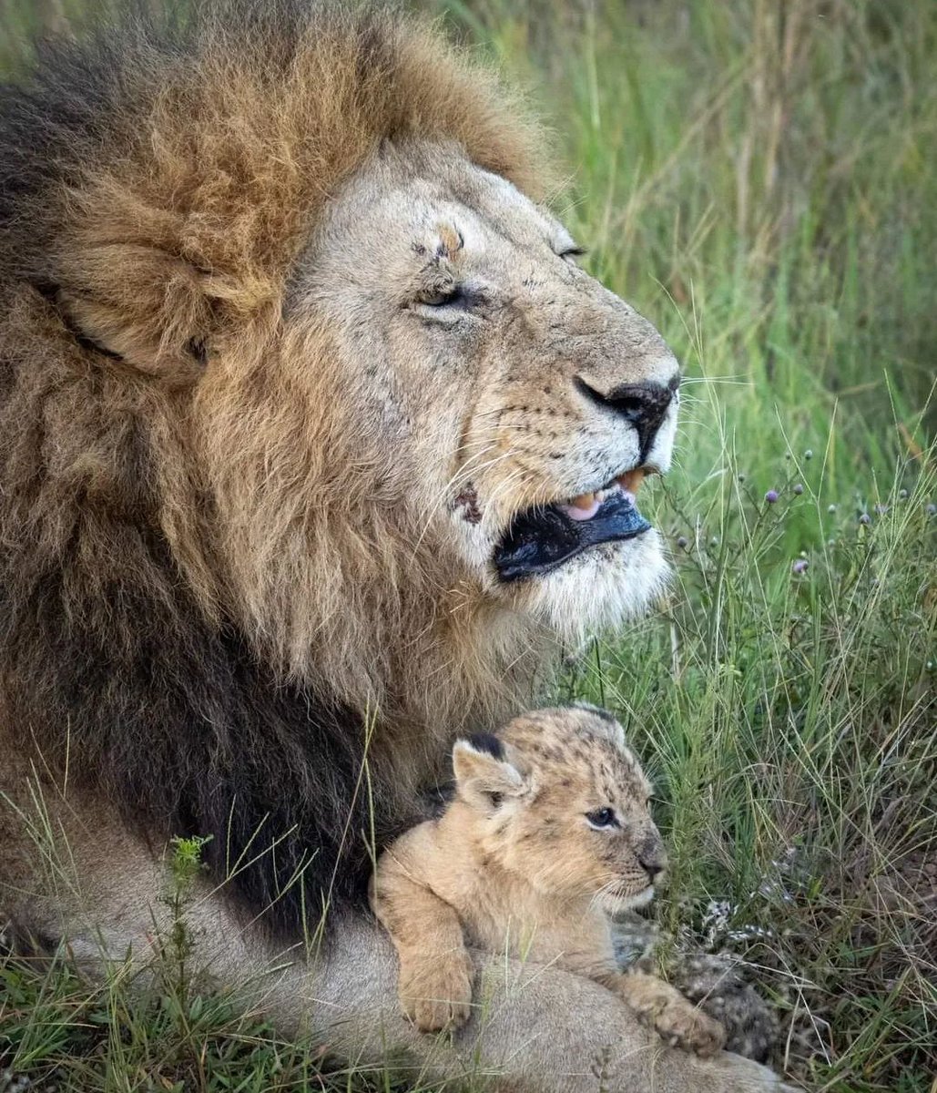 LIONLOVERS5's tweet photo. Me and my dad!!

Oloiborr and one of his cubs from the Black Rock pride.
So adorable and cute 😍 

#LoveLions 
📸 johninclane Instagram https://t.co/JDaAVvTsFo