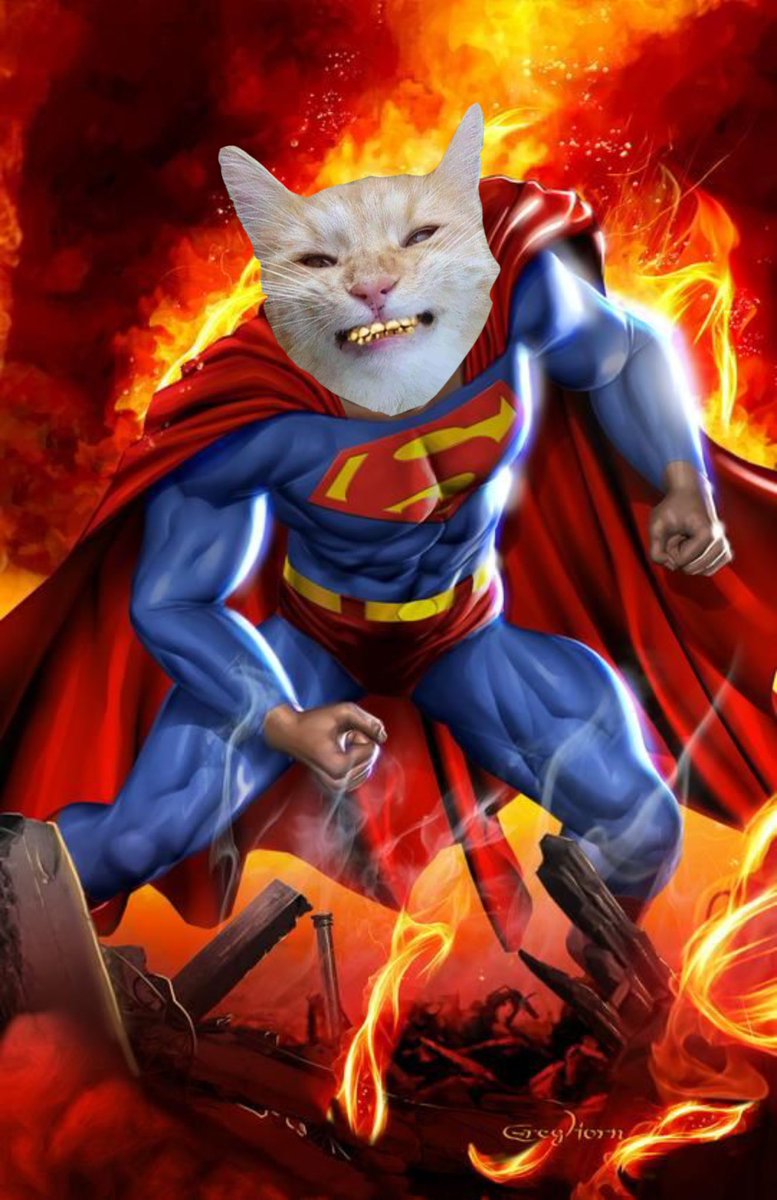 TheManeCat's tweet photo. Super Mane $MANE https://t.co/RQG5KrSp5a