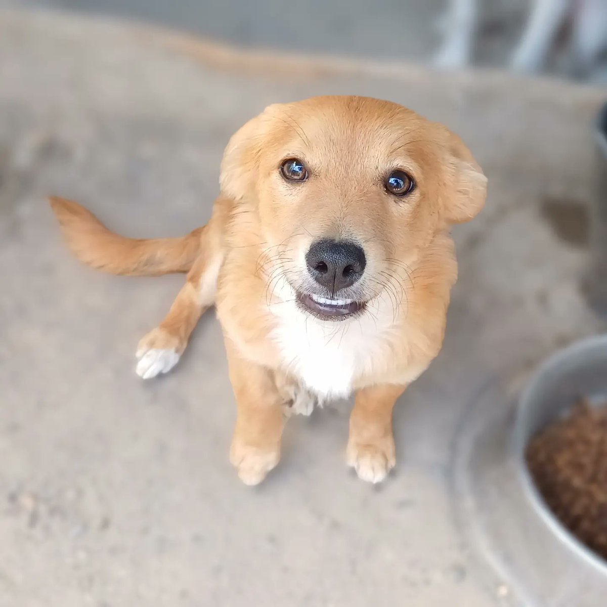 SavaSafeHaven's tweet photo. Most people will never step into an animal shelter.
Most animals will never step out.
Please adopt a shelter dog!
#SavaSafeHaven #adoptadog #shelterdog #dogsofromania #romaniandogs https://t.co/PwXOk3dLG7