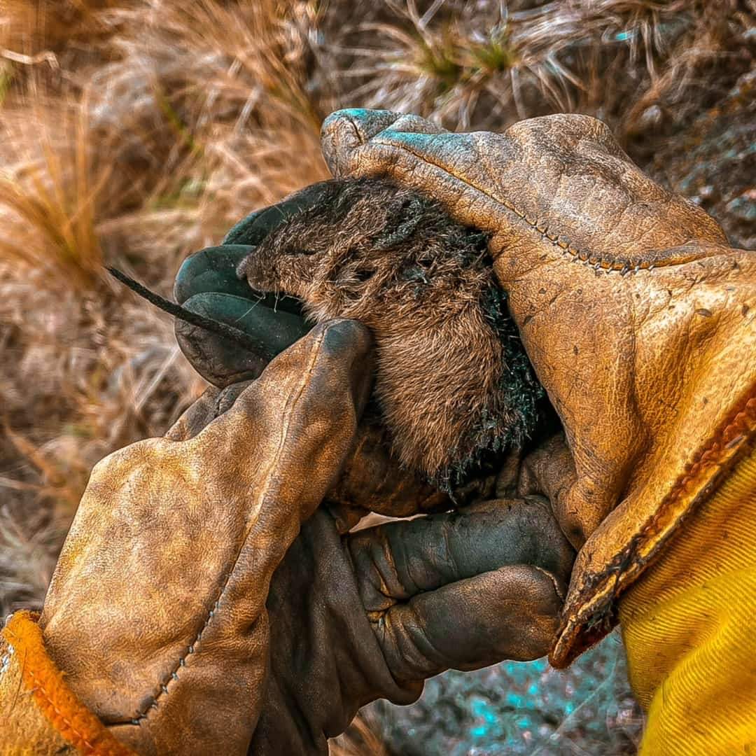 Hartadetodo7622's tweet image. Saldos tristemente negativos en el incendio en Travesía ☹️
#FuegoEnCalamuchita
#FaunaLocal