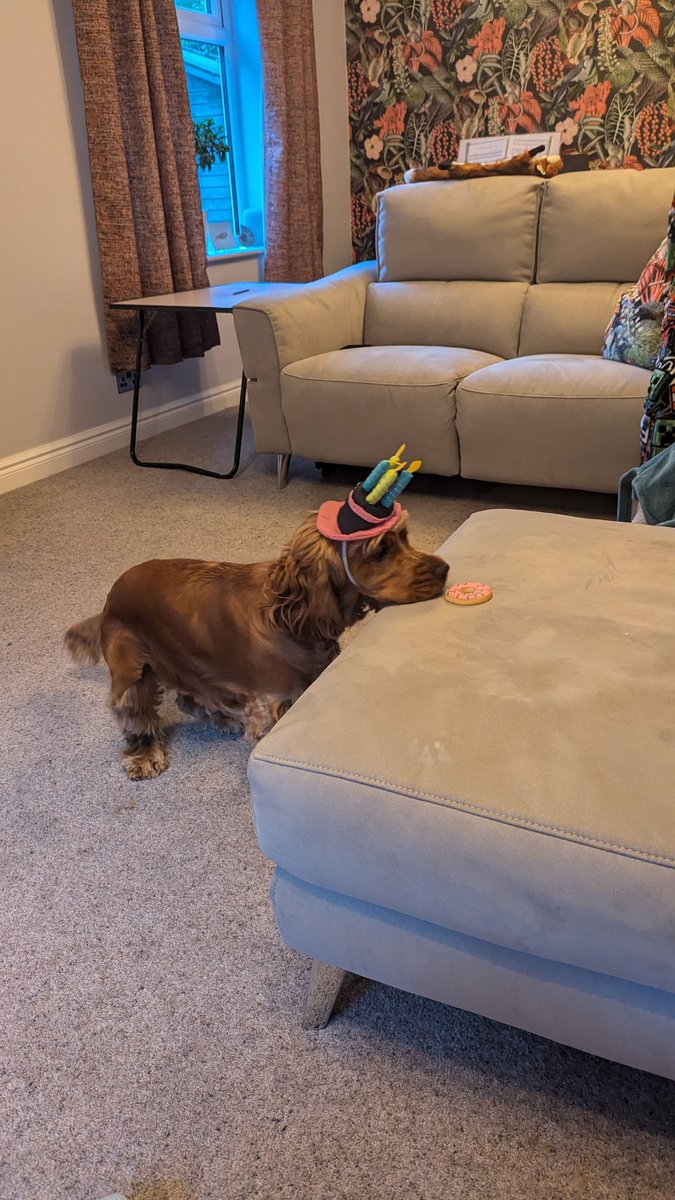 benjsud's tweet photo. @ccrawfordclass Poppy is 1 today🎉 https://t.co/9j16UIJede