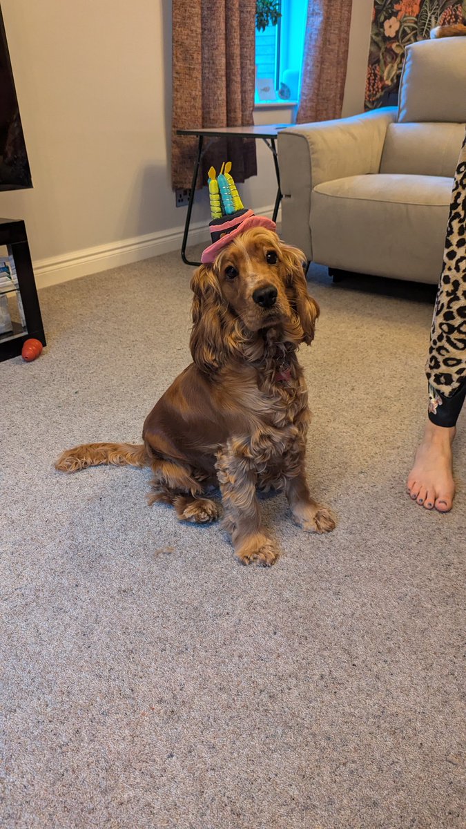 benjsud's tweet photo. @ccrawfordclass Poppy is 1 today🎉 https://t.co/9j16UIJede