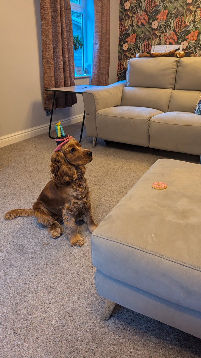 benjsud's tweet photo. @ccrawfordclass Poppy is 1 today🎉 https://t.co/9j16UIJede