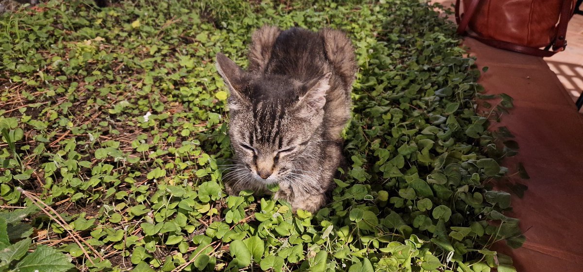 Martin1960's tweet image. Tarbot in champagne-kaviaarsaus. Toe maar, het kan niet op. Met twee katten in een restaurant. Maar-eh... - voor zo ver dit nog niet duidelijk was:  ik houd van katten! 😻🌅 #Thasos #Lineas