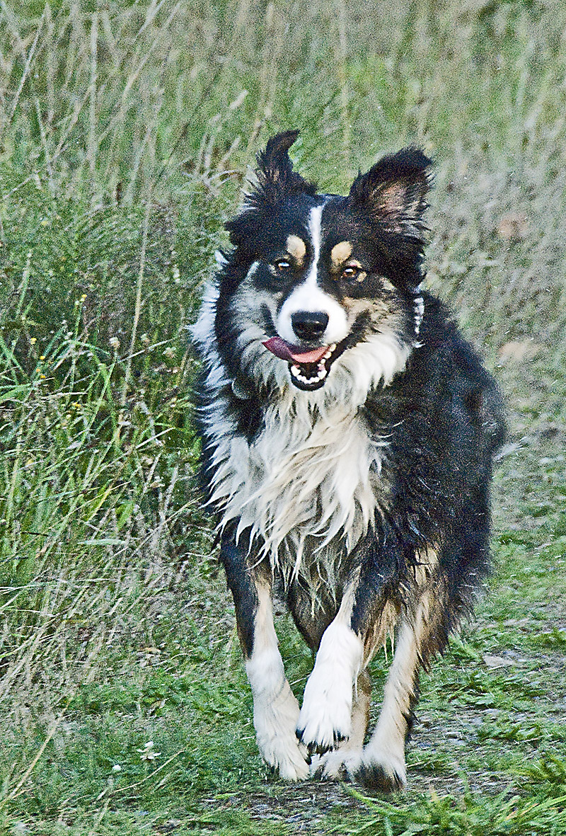 🐾💖😎 Aussie Photo of the Day!
Submit your photos:
australian-shepherd-lovers.com/australian-she…

🐾💖 Guide To Aussie Training &amp; Care Ebook
🔶 Enter "ASL40" for 40% OFF
australian-shepherd-lovers.com/asl-ebook-tw

Photo: John P. Warwick - Aussie: Sadie

#australianshepherd #aussie #dogs #dogphotography #aussielovers