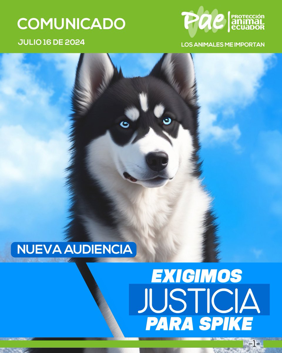 RescateAnimalEC's tweet photo. Mañana es la nueva audiencia del caso Spike, resulta que la sra. Colcha, la que colgó a Spike de un árbol, ha pedido la casación.
Quiere evadir la sentencia que ya le pusieron, de 3 años, misma que se redujo a 1 año, porque la jueza consideró que no era para tanto, que 3 años es "mucho", si total solo es un perro, ¿no?

@CorteNacional NO permitan que la impunidad nos gane.
Spike fue colgado de un árbol, de una manera cruel y con saña, exigimos #JusticiaParaSpike 

Asistan mañana a los exteriores de la Corte, les esperamos.