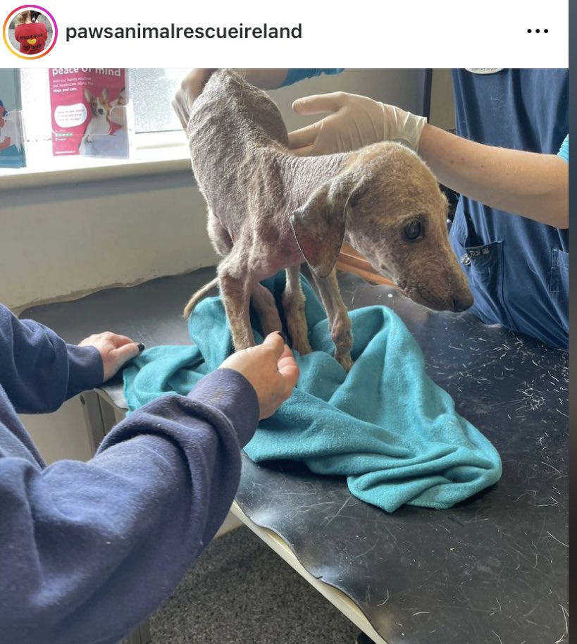joanburgess1's tweet photo. Must be the most out of touch department on planet earth.The rescues are full.They have no money. We are the puppy capital of Europe &amp; you are encouraging people to buy from a breeder? FFS #AdoptDontShop #rescue @rodericogorman @MichealMartinTD @McConalogue @agriculture_ie https://t.co/W2hxwganwE