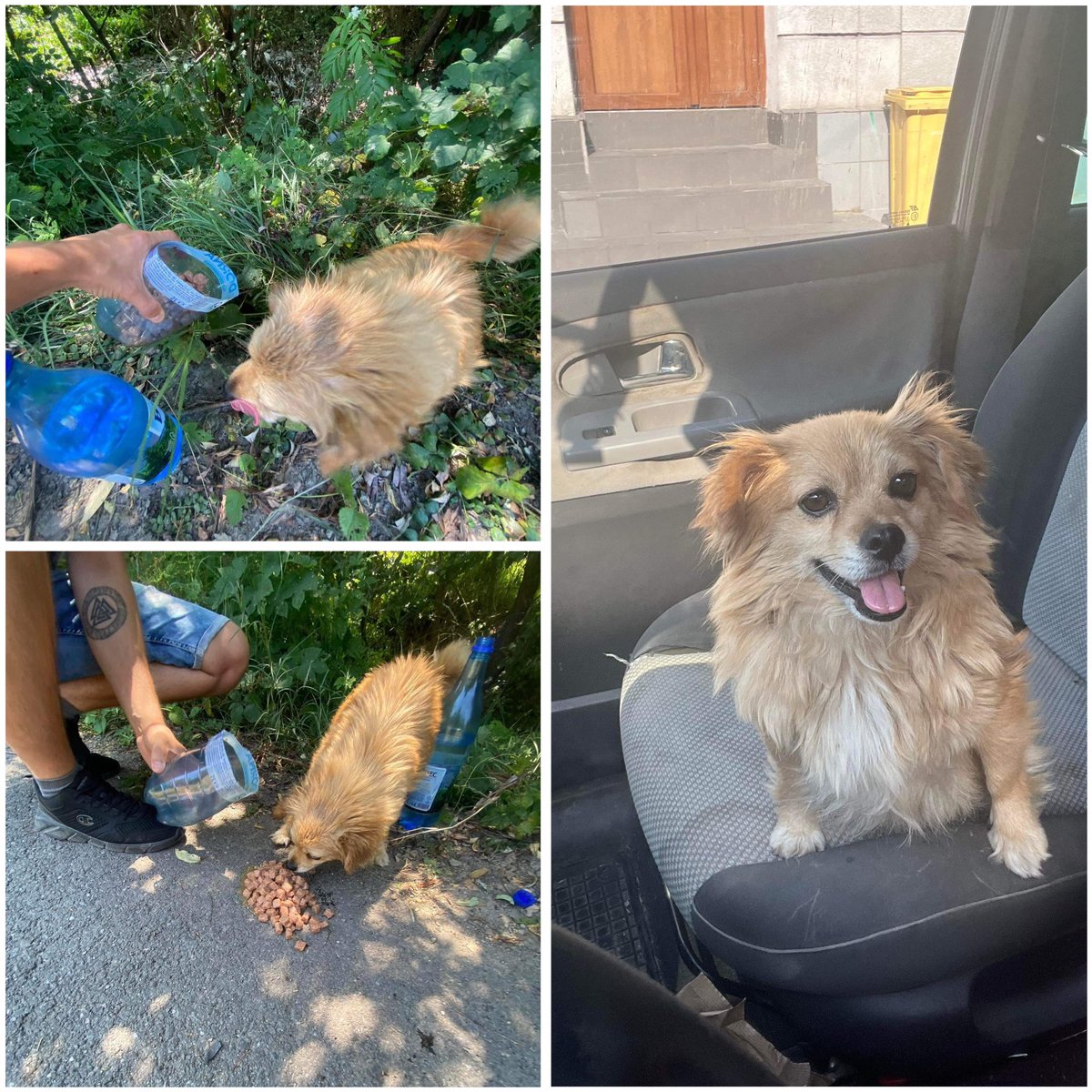 Paws2RescueUK's tweet photo. Abandoned in the extreme heatwave, she was so desperate for water and food. Of course, and a lift in the car…. No microchip, and now safe in our care whilst our team tries to find the owner… https://t.co/5593uqEzux