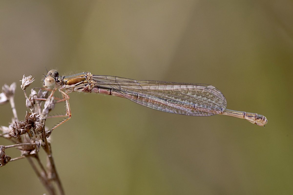 e9doc's tweet image. Teneral female Small Red Damselfly, malanogastrum? Latchmore Brook.
