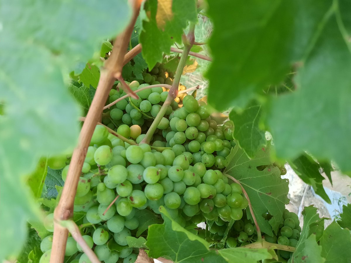 MagnoliaFrance's tweet image. A beautiful evening  #Azille South West France #sunset #vineyard