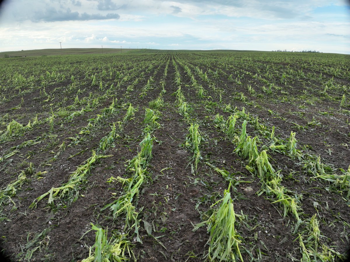 Damage Survey Announcement #abstorm: Following a successful hail swath intercept on the storms near Consort, Alberta on July 13, the <a href="/westernuNHP/">Northern Hail Project 🇨🇦</a> is conducting a detailed survey of the #Hail damage around the area from July 16 to 18. 

If you have reports of damage let us know!