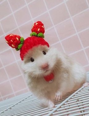 lheesoftie's tweet photo. 🐹🍓🤍 https://t.co/fGKVwPFW0C