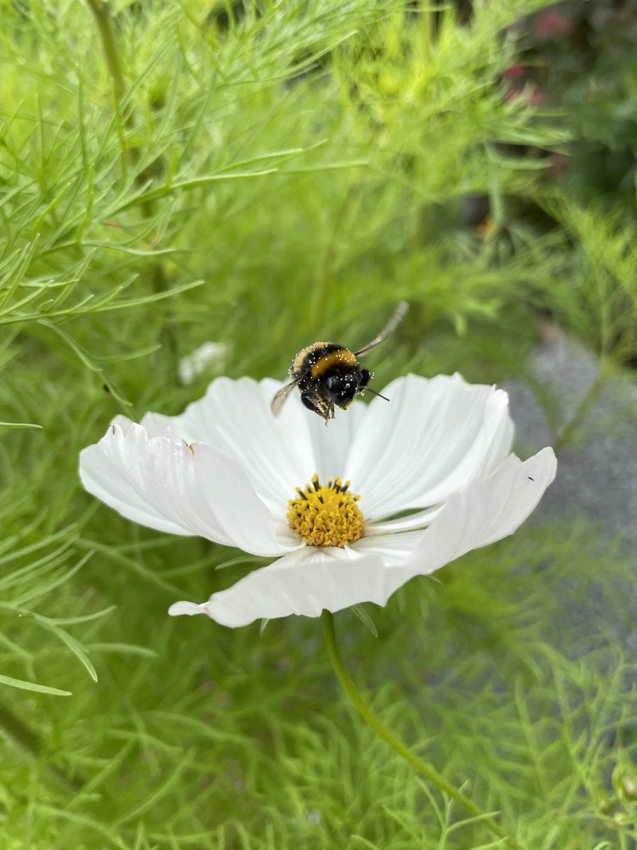 LouPhotosby's tweet photo. @CarlBovisNature #BeesOnFlowers https://t.co/UE6LoRfUgT