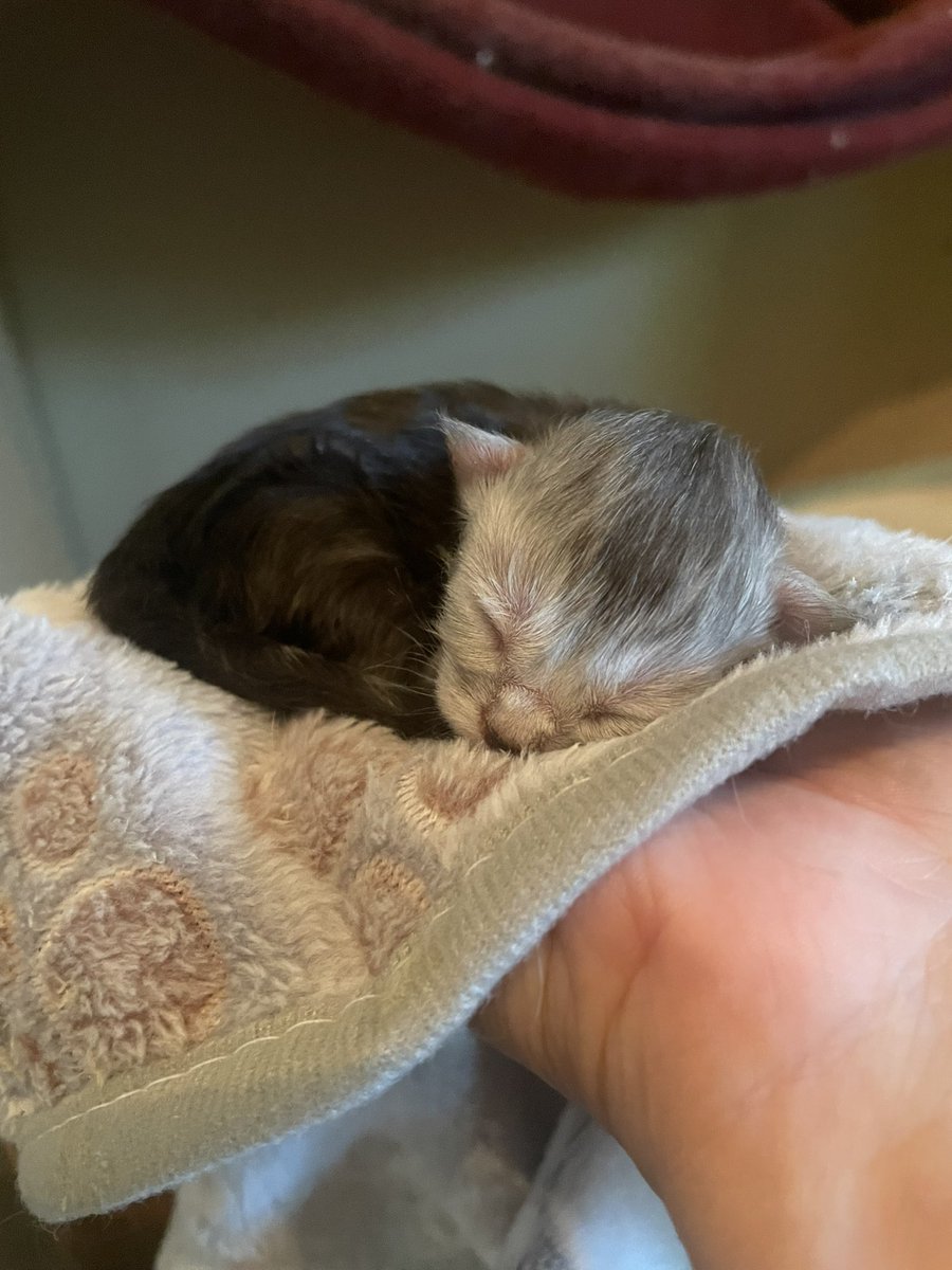 charmedComm's tweet image. Highlight of the week (cause #shandoarmy knows it’s an hard one) 
Yesterday, under my friend and I supervision, this mama delivered 4 beautiful kittens. I seriously consider adopting this little one which gonna be named after my hero.
#Shando #Mainecoon