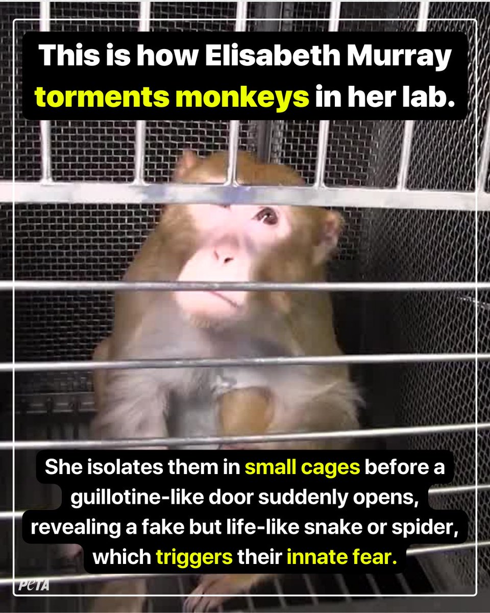 peta's tweet image. Scaring and tormenting monkeys does NOT inform us about human neuropsychiatric disorders. 

Tell @NIH to stop funding these cruel experiments 👉 peta.vg/3x4c