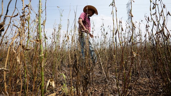 ImagenAgro's tweet photo. Restringir acceso a pesticidas peligrosos y armas evitaría  120,000 suicidios en AL en una década https://t.co/NYhx3HZ2tj https://t.co/Ezk7ToDhQB