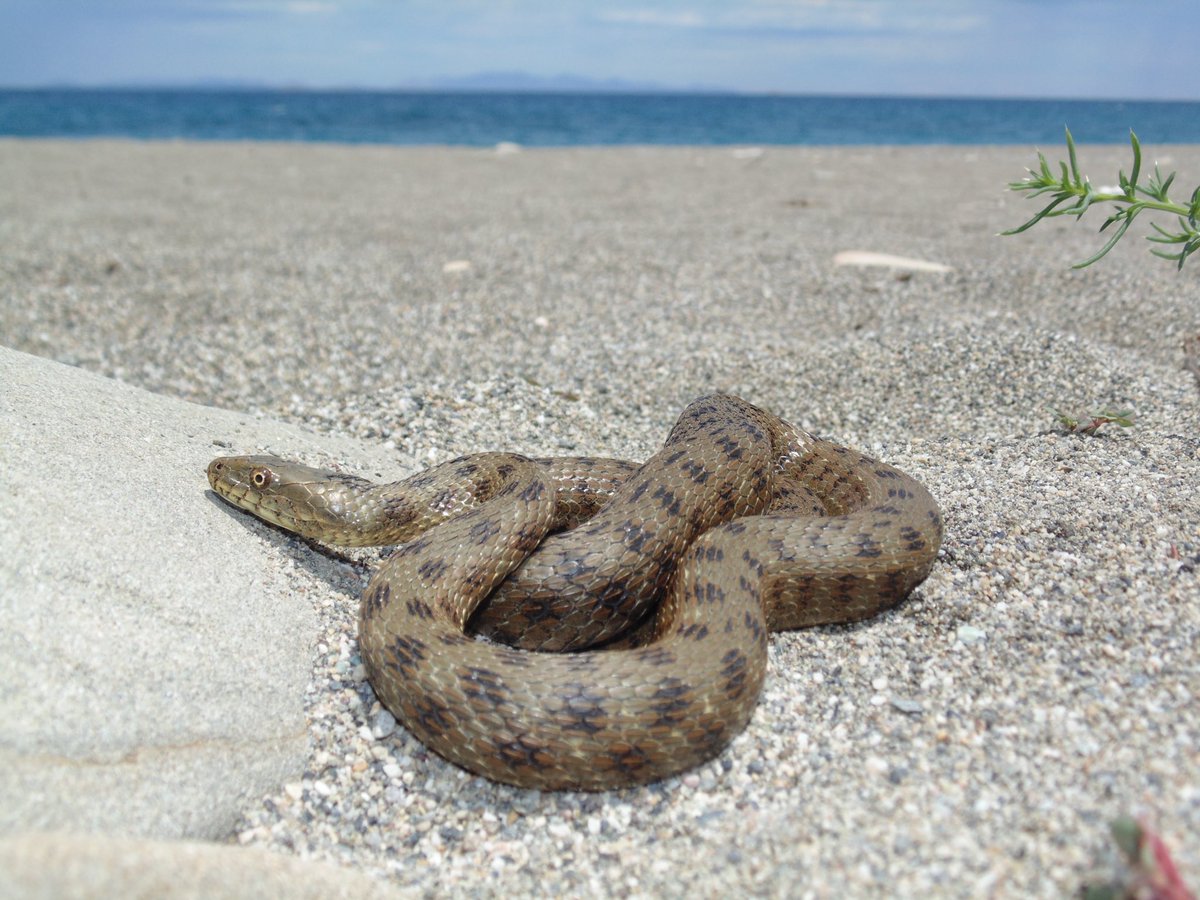 Happy belated World Snake Day! 🐍 This is a Dice Snake (Natrix tesselata) from brackish water in Greece. 📸 Greg Pandelis

#ardrc #museum #uta #utascience #research #outreach #science #herpetology #reptile #squamates #snakes #snakesofinstagram #worldsnakeday