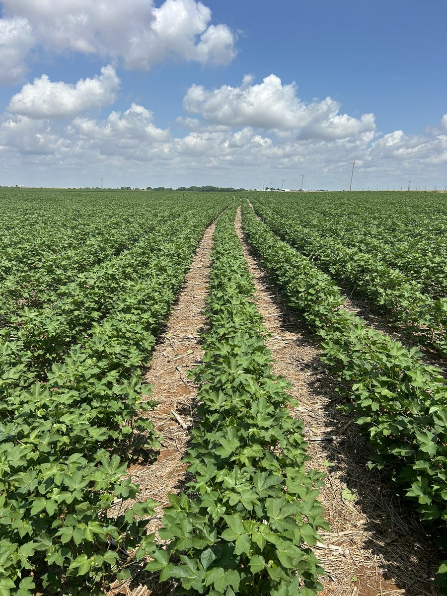 Western Oklahoma Dryland Cotton standing strong and healthy. This got a shot of KP plus and Fertiboost XT…the combination of potassium, micros and the technology of ACE is unmatched when developing stress mitigation and a robust plant, which in return creates yield.