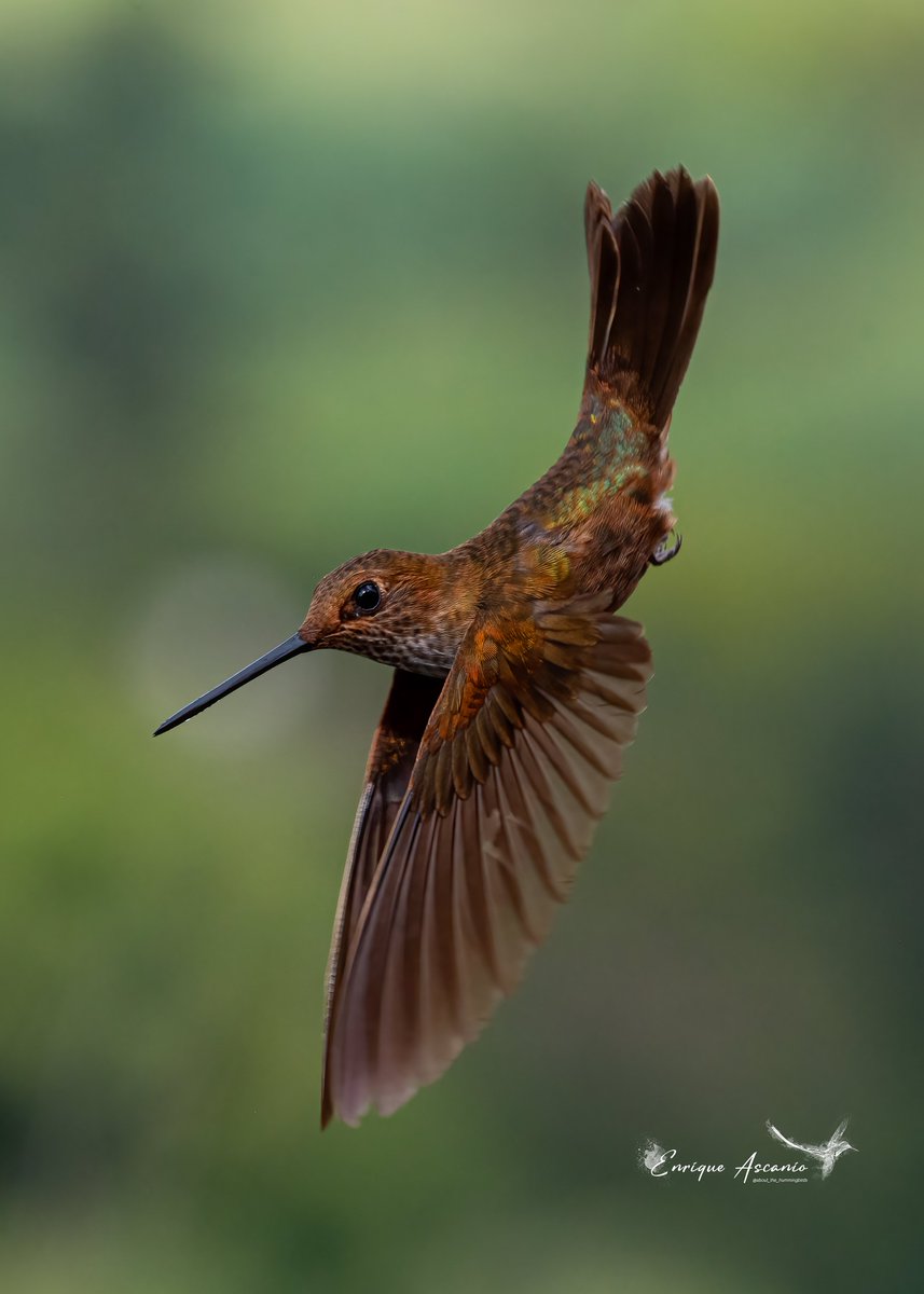 AHummingbirds's tweet photo. Colibrí Inca bronceado [Bronzi inca ]( Coeligena coeligena ) https://t.co/FUW64153JK