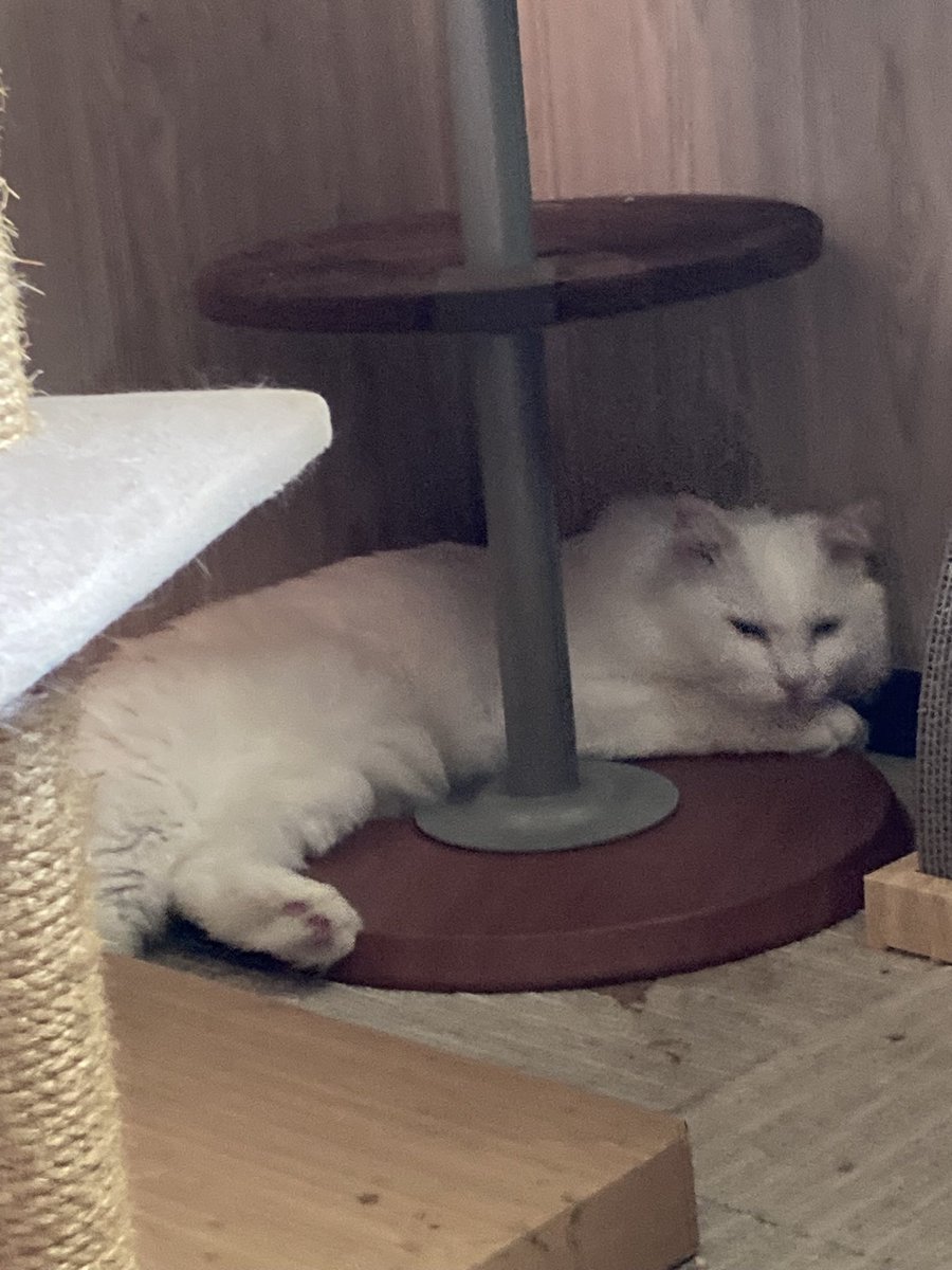 キャットタワーの上にいないと思ったら一番下？
暑くないのかな？

#猫にいる暮らし
#白ねこ
#保護猫
