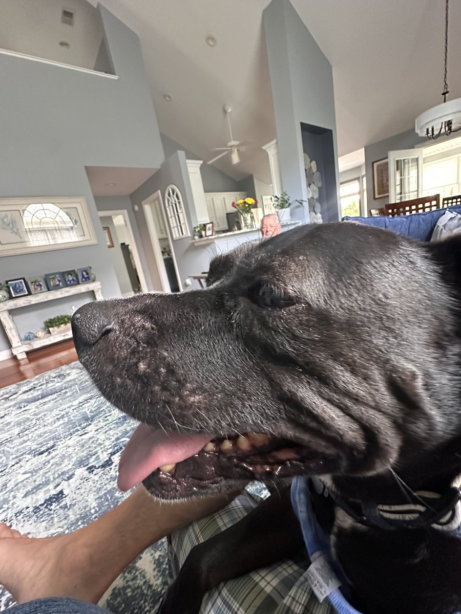 smartroz's tweet image. #doggywednesday #TyTy came to visit what a #GoodBoy