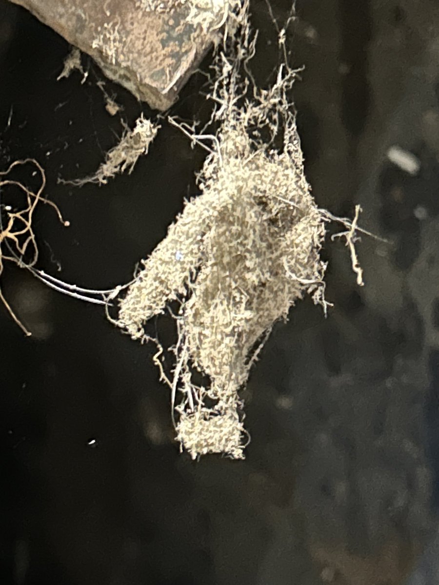 B_K_Garner's tweet photo. It’s just a pierce of lint. https://t.co/g4NsyO6Gih