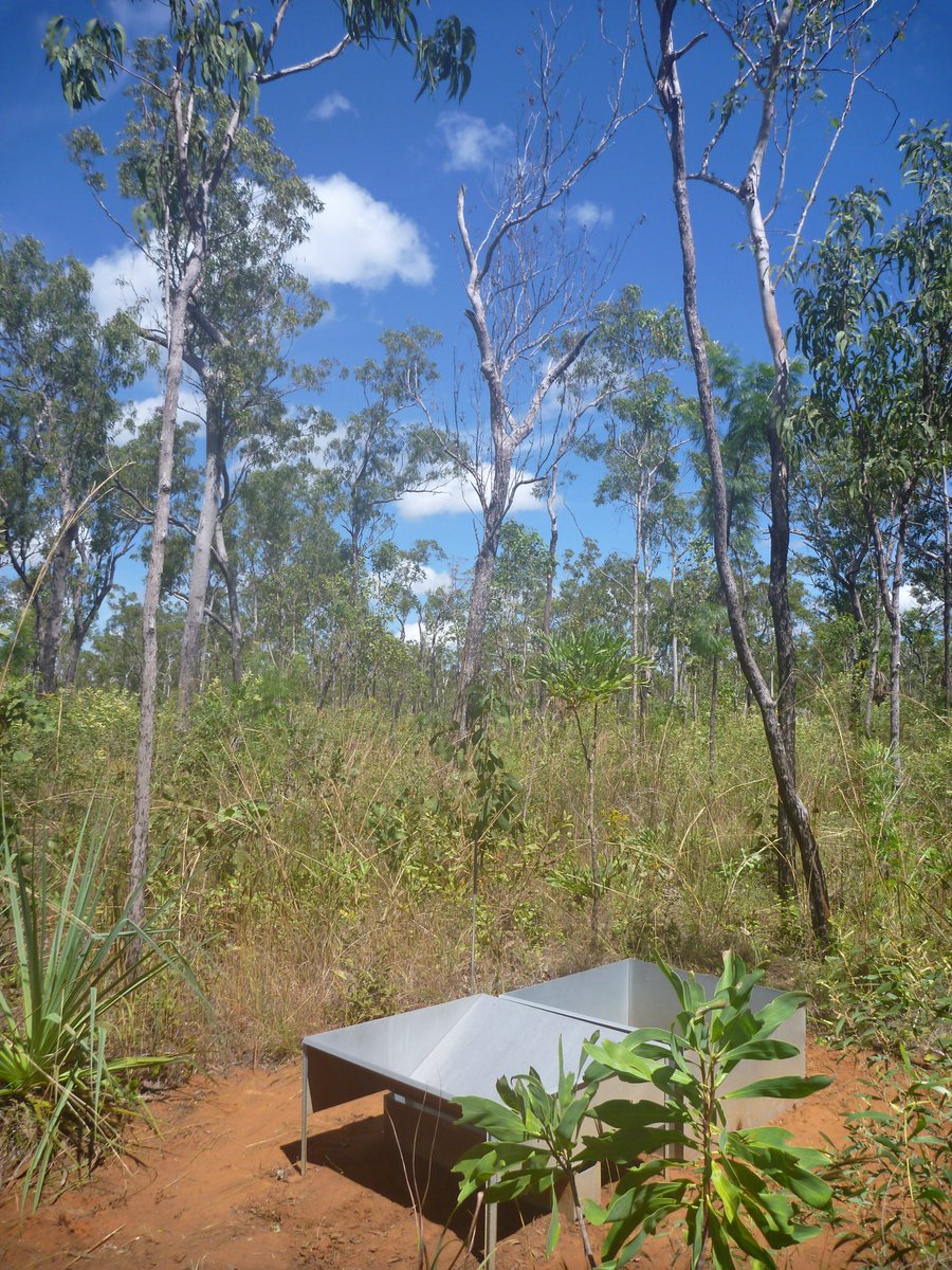 maitec (@maitec_sec) on Twitter photo This tree close to one of our leaf litter traps at the #NorthAustralianSatelliteValidationFacility <a href="/LitchfieldSSS/">Litchfield Supersite</a> has been hit and killed by lightning in the wet season. Another tree about 25m away is dead, too. It looks like it has been killed by lightning as well. This tree close to one of our leaf litter traps at the #NorthAustralianSatelliteValidationFacility <a href="/LitchfieldSSS/">Litchfield Supersite</a> has been hit and killed by lightning in the wet season. Another tree about 25m away is dead, too. It looks like it has been killed by lightning as well.