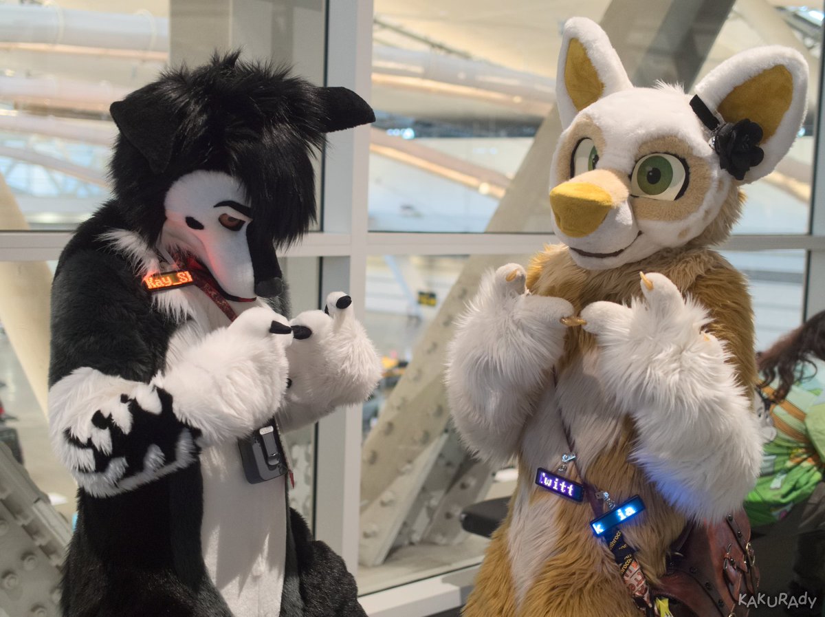 You'll give us snackies right 🥺👉👈

📸by: <a href="/kakurady/">Kakurady</a> on furtrack