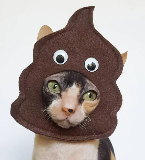 SBC Animal Services tweet media