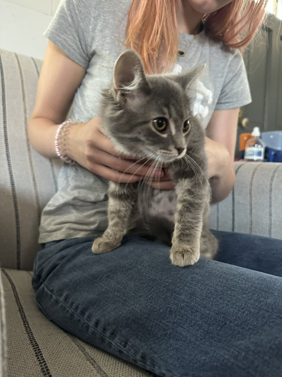 cory_mayer's tweet photo. @LindseySlaterTV @WiscHumane Love all the cats. My family and I just adopted two kittens from the Sheboygan Humane Society https://t.co/LaI7Lslyju