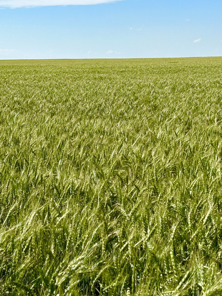 Apwheat's tweet image. To follow up this field of AP Solid near Yuma Colorado made 60 Bu A.  
Note from customer: It’s 10 bu better than I expected, very pleased. Solid is having a good year.