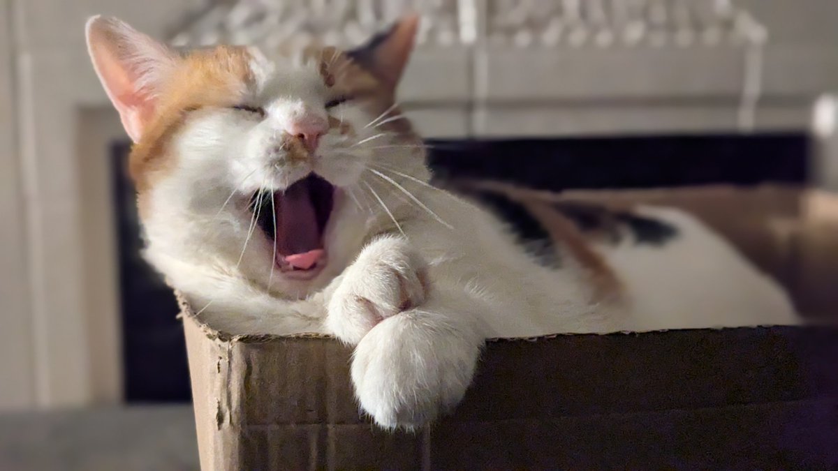 Honungsbjörn 🐻🍯 tweet media