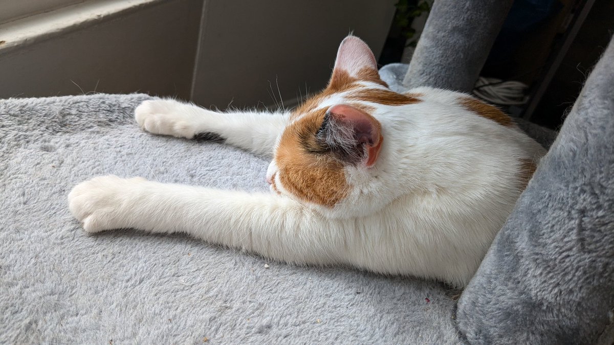 Honungsbjörn 🐻🍯 tweet media