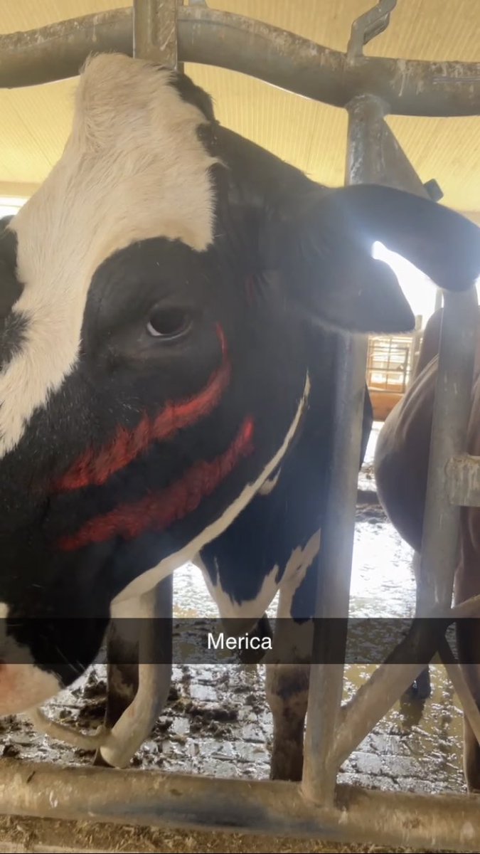 Trump cow