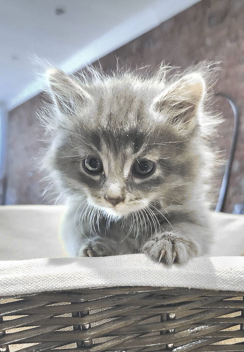 My son’s new family addition