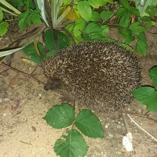 Enjoying a good year for hedgehogs in the garden #nomowmay #ecogarden #ecogardening #ecochurch #Cotswolds <a href="/GlosDioc/">The Diocese of Gloucester</a>
