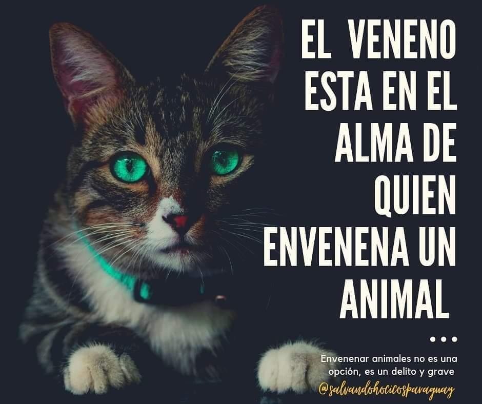 ArcadelTorcal's tweet photo. CUIDADO !! RATICIDA EN LA CALLE !!
Algún desalmado ha dejado raticida en la c/. Santa María La Vieja.
Esto es muy peligroso para la salud de las personas y para los animales que paseen por las calles.
Es un delito tipificado como delito de salud pública y contra el medio ambiente https://t.co/ia53r8a2Da