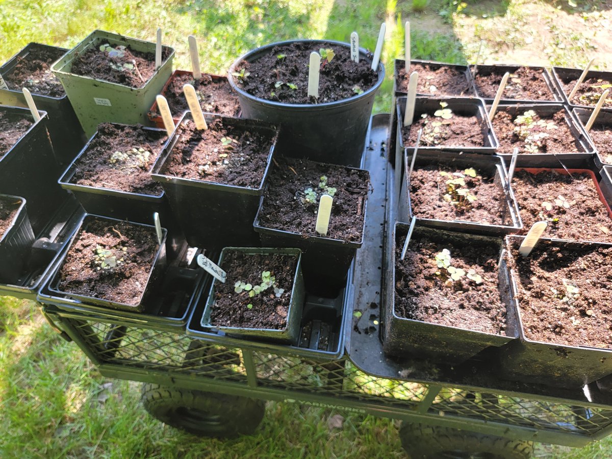 Mel7Labrador's tweet photo. Hundreds of #Plant babies made the transfer to their over-winter home today. Wela'lioq to the extra hands of the #Pemsik team who came to assist in re-potting.
Many more to re-pot in the coming days!
#sevengenerations #pemsikmawatasiklankotmukl #kespukwitk #conservation #mikmaw https://t.co/zCkslLpwP7