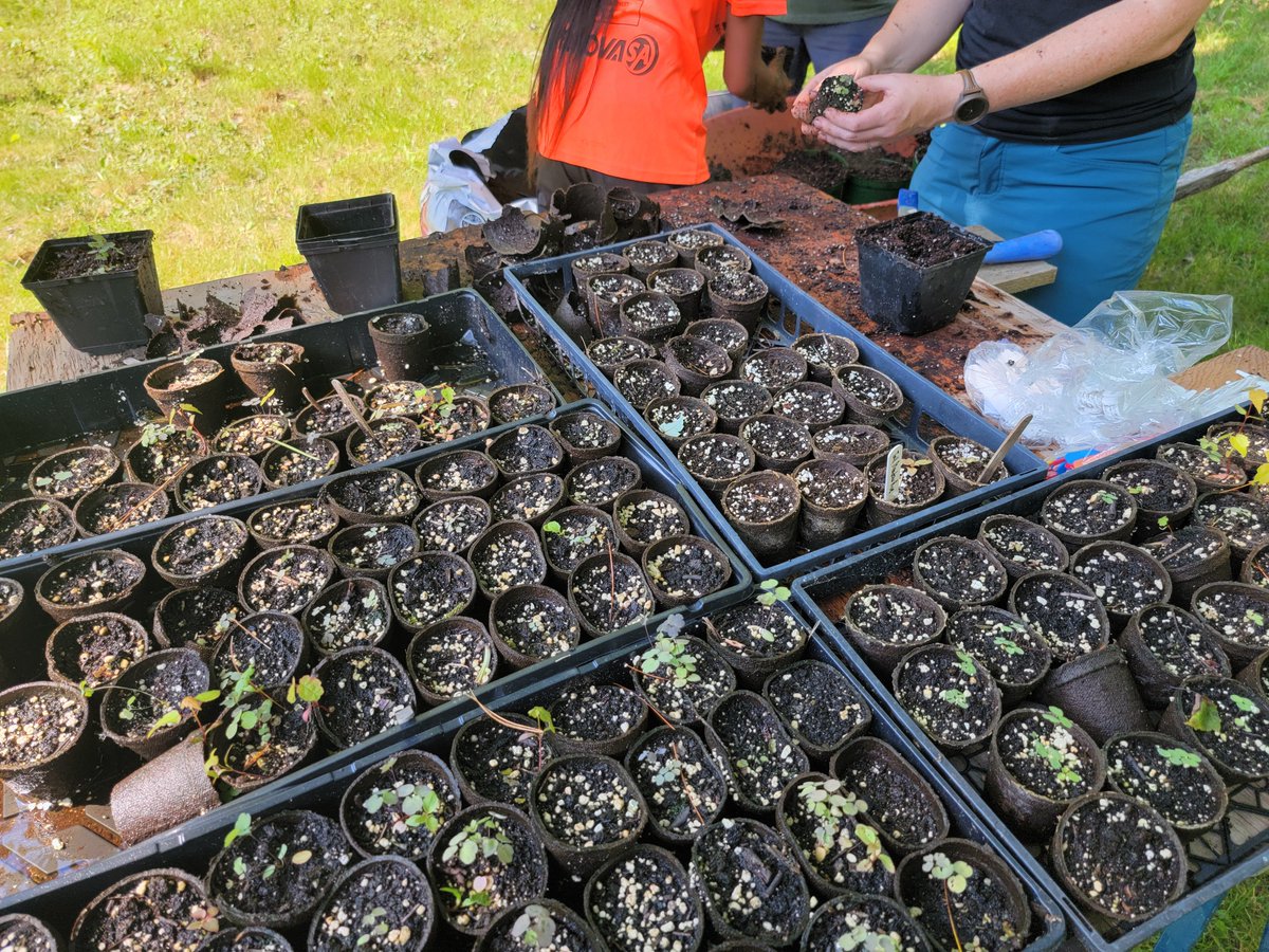 Mel7Labrador's tweet photo. Hundreds of #Plant babies made the transfer to their over-winter home today. Wela'lioq to the extra hands of the #Pemsik team who came to assist in re-potting.
Many more to re-pot in the coming days!
#sevengenerations #pemsikmawatasiklankotmukl #kespukwitk #conservation #mikmaw https://t.co/zCkslLpwP7