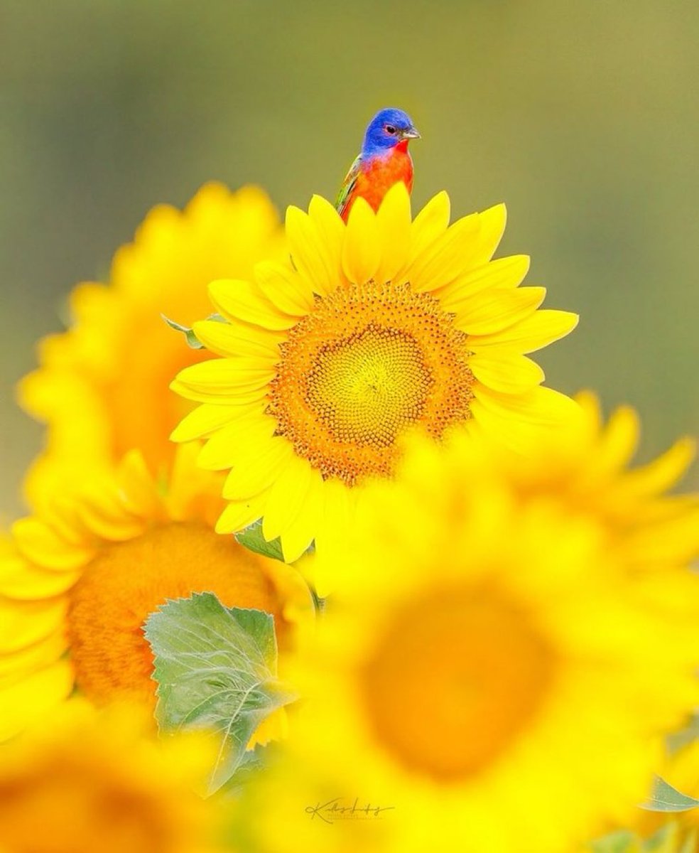 Jojozoey1's tweet photo. Peaceful your day💖 
stay safe &amp; good luck to y’all 🤞 
#earth #Orbit #PeacefulWorld 
#StaySafe #StayStrong🍀 
#Enjoylive #experience #haveFun #BeSafe #BeHappy #goforward #HAPPY_Y_DAY #fruitfulDay 
#写真好きな人と繋がりたい🌹 https://t.co/7AdOo7ukGw