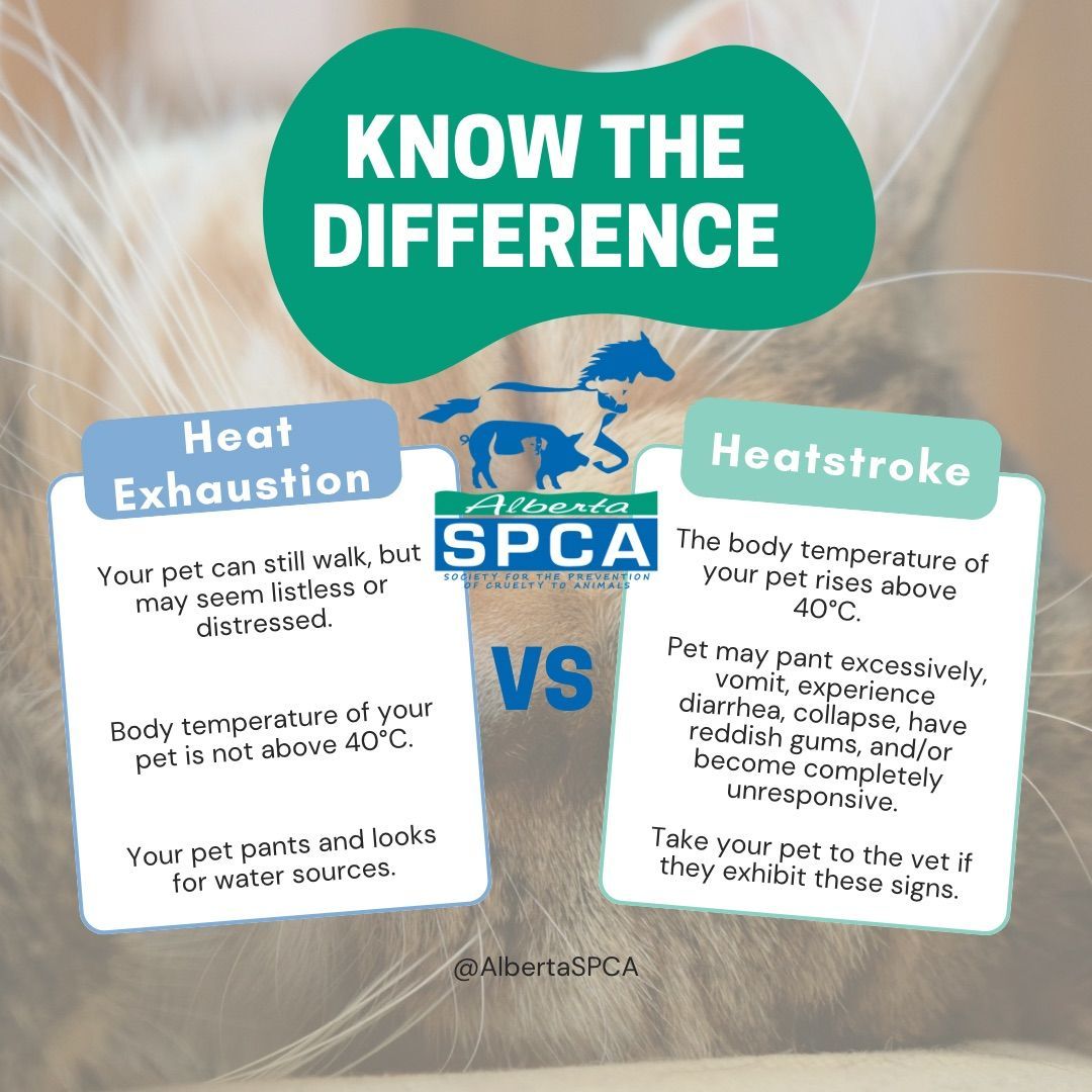When it’s this hot, heatstroke in pets becomes a serious concern, and it can be fatal. 
Help your animals stay cool and watch for these signs of heat exhaustion and #heatstroke.

#yegwx #yycwx