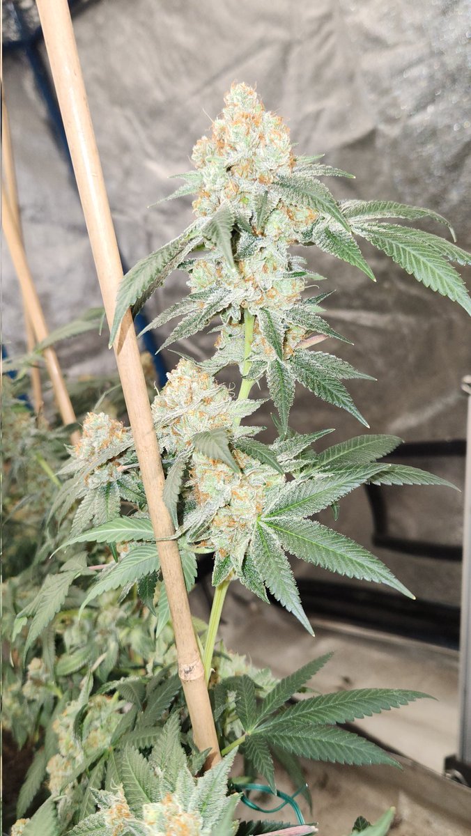 She is ready.  Coming down this weekend. Mothers hashplant. 
#igrowoklahoma #cannabis.
#Mmemberville 
#CannabisCommunity #homegrown